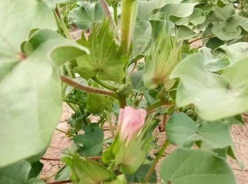 棉花浇水时间多久合适（了解棉花的生长需要和浇水技巧）