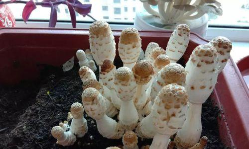 打造适宜的蘑菇种植环境（蘑菇种植条件及种植环境要求）