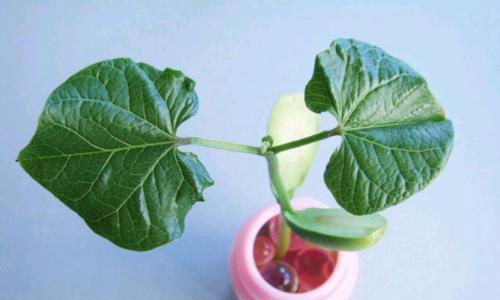 探秘神秘的魔豆植物（了解魔豆植物的起源）