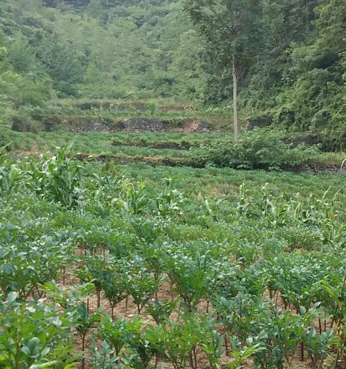 魔芋种植的最佳季节与要点（打造高产高质的魔芋园）