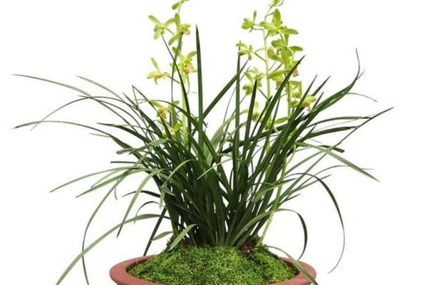 莫兰花养护全攻略（从萌芽到绽放）