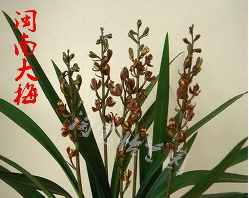 墨兰花的五种主要颜色（颜色丰富的墨兰花园）