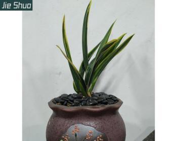 怎样选择合适的盆栽种植墨兰（墨兰盆栽的要点与技巧）