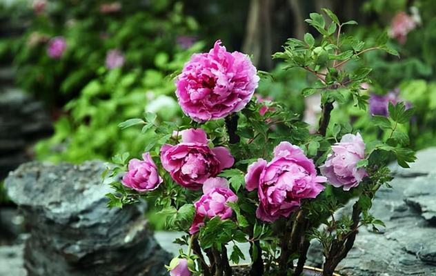 牡丹不开花的原因剖析（探究牡丹不开花的根本原因）
