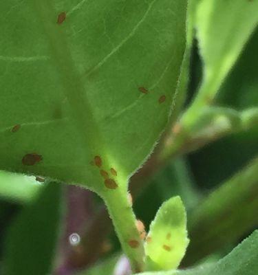 牡丹吊兰长虫子怎么办（用科学方法让植物健康成长）