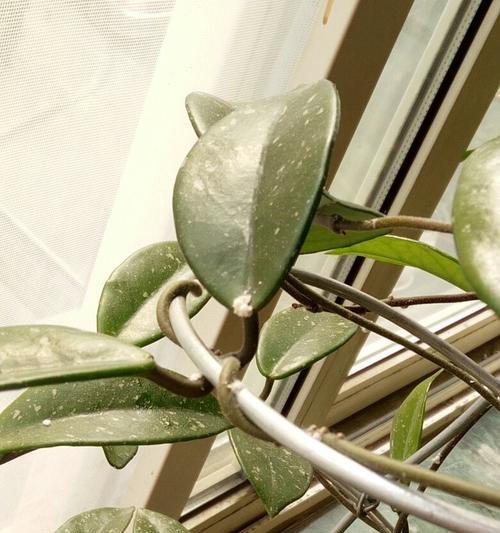 牡丹吊兰长虫子怎么办（用科学方法让植物健康成长）