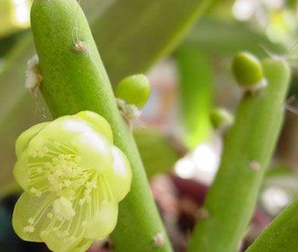 牡丹吊兰的花语与代表意义（探寻牡丹吊兰花的神秘面纱）