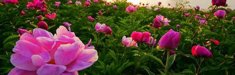 牡丹花的生长环境与地方条件（探寻牡丹花的生存秘密）