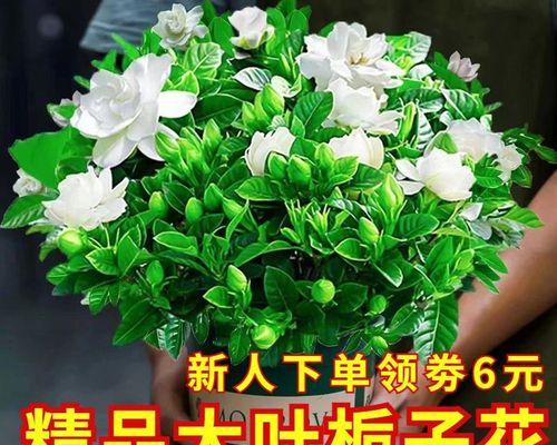 牡丹花骨朵的开花周期（探究牡丹花骨朵的开花周期及其特点）