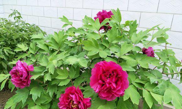 牡丹花的浇水技巧（掌握正确方法）