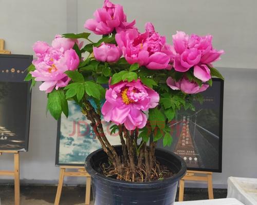 室内种植牡丹花的注意事项（了解牡丹花的喜好和适应条件）