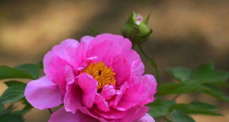 牡丹花的生长环境条件及特点（探秘牡丹花的生存之道）