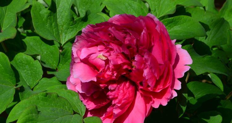 牡丹花的色彩世界（探秘牡丹花的多彩花色与文化内涵）