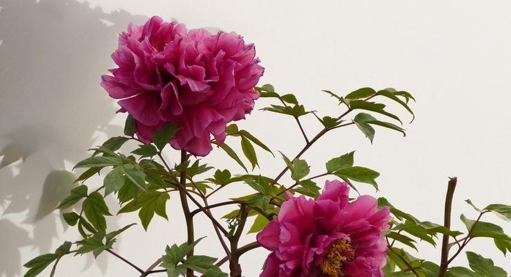 牡丹花的阳光需求（了解牡丹花的喜阳习性）