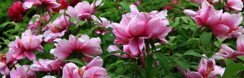 牡丹花开放时间的探究（探讨牡丹花在几点开花）