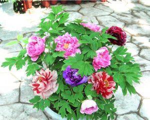 如何正确修剪牡丹花(掌握牡丹花修剪技巧)