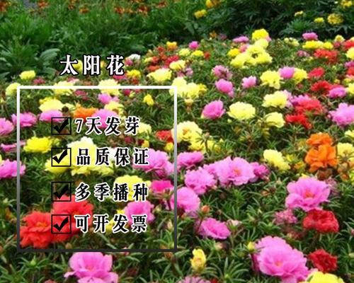 牡丹花籽的种植方法及注意事项（了解牡丹花籽的特点）
