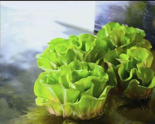 牡丹的土壤种植需求（打造适宜牡丹生长的土壤环境）