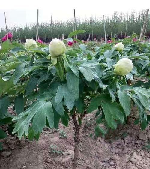 牡丹种子的种植技巧（从选种到出芽）