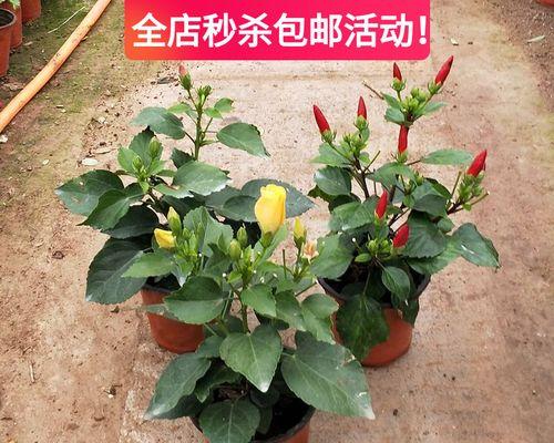 喜阴的木本花卉品种（探秘适合阴暗环境生长的美丽植物）