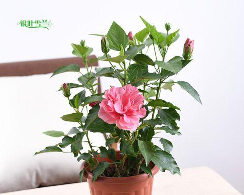 木本开花植物大全(探索自然奇妙)
