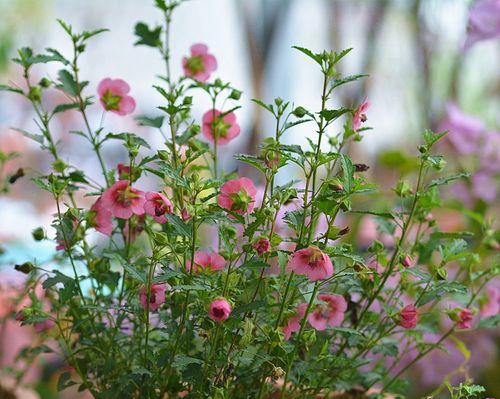木本开花植物大全（探索自然奇妙）
