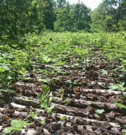 木耳种植条件详解（从环境、土壤、温度等多方面入手）