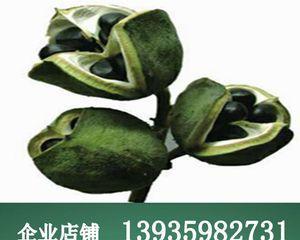 如何保存木瓜种子（15个简单易行的步骤教你保存木瓜种子）