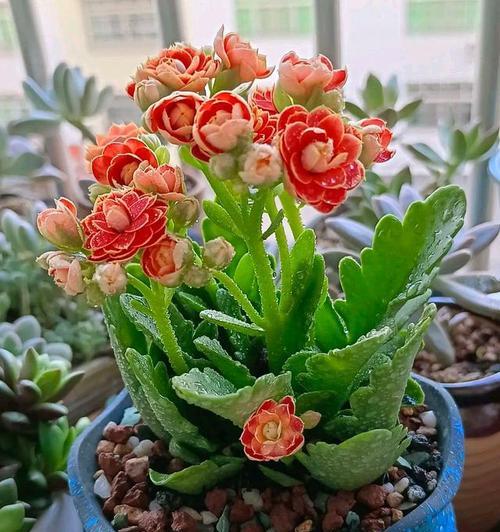长寿花的颜色与花语（探寻长寿花颜色与花语的深意）