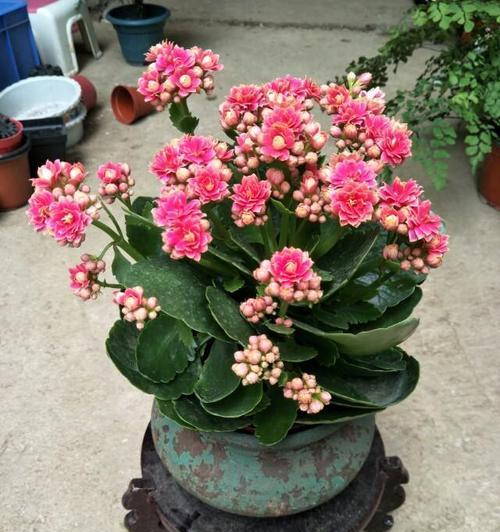长寿花摘心之意（探寻长寿花背后的神秘含义与传说）