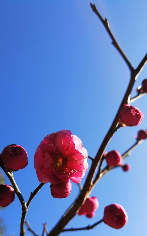 寒冬季节中的梅花神韵（冰雪世界中绽放的奇迹）