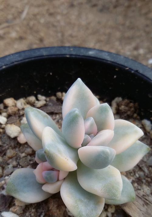 多肉白牡丹花语（以多肉白牡丹的花语探索生活之美）