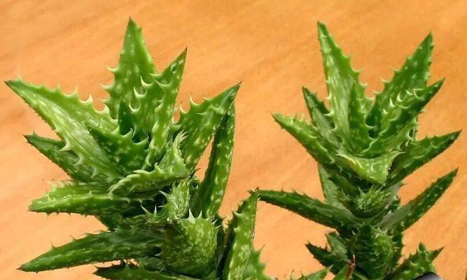 多肉芦荟的花语——揭开花朵背后的秘密（多肉芦荟的意义与象征）