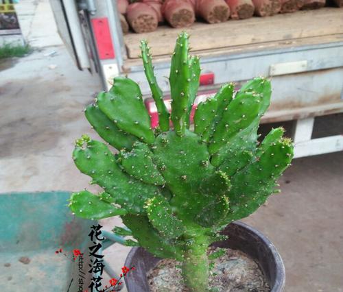 多肉仙人掌花语(揭秘仙人掌的内心世界)
