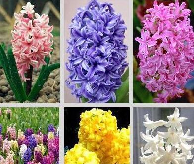 风信子花语的含义与传承（探索风信子花语的历史渊源及其隐含的情感表达）