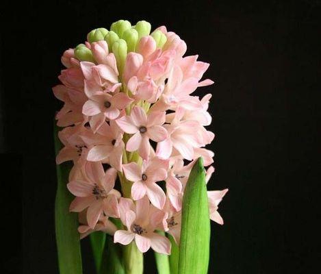 风信子花语的含义与传承（探索风信子花语的历史渊源及其隐含的情感表达）