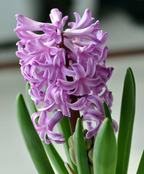 风信子花语（以风信子的颜色为主题）