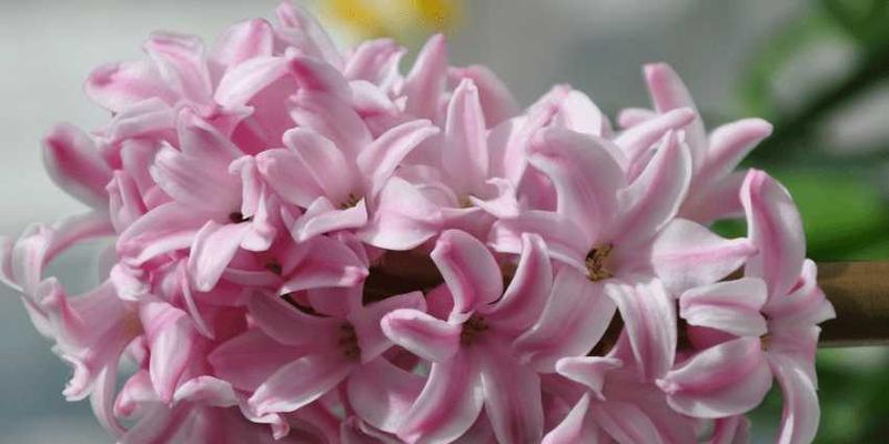风信子花语（以风信子的颜色为主题）