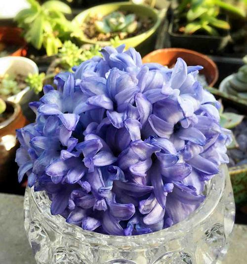 风信子鲜花花语之美丽与寓意（传递美好祝愿与情感的花卉——风信子的花语）