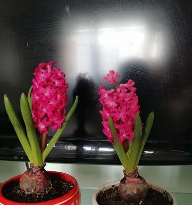 风信子鲜花花语之美丽与寓意（传递美好祝愿与情感的花卉——风信子的花语）