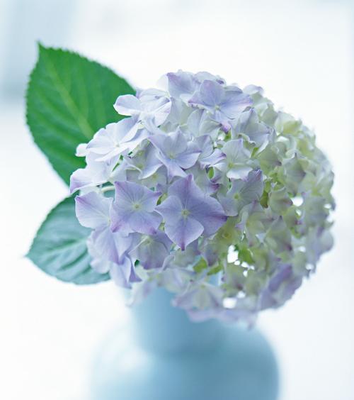 风信子的颜色代表什么（探索风信子颜色的隐含含义）