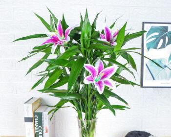 《富贵竹花语》——幸福与财富的象征（富贵竹花语解读及养护指南）