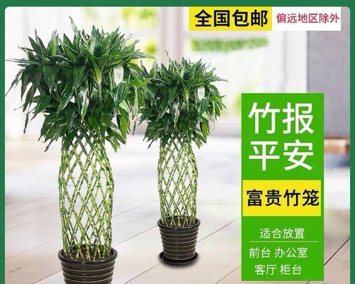 富贵竹笼（竹笼）