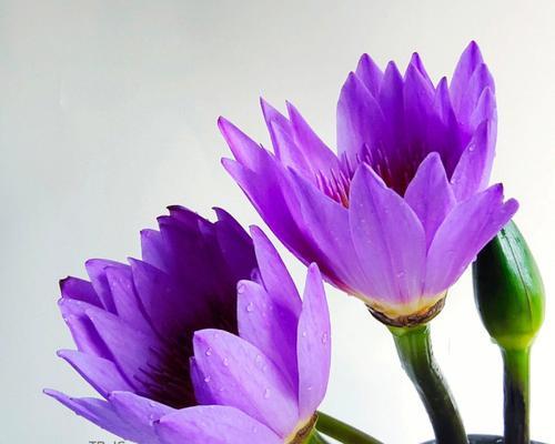 各色睡莲花语（探寻花海中的奇妙语言）