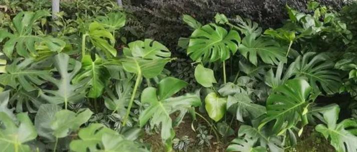 以龟背竹的花语与寓意（探索以龟背竹的花语）
