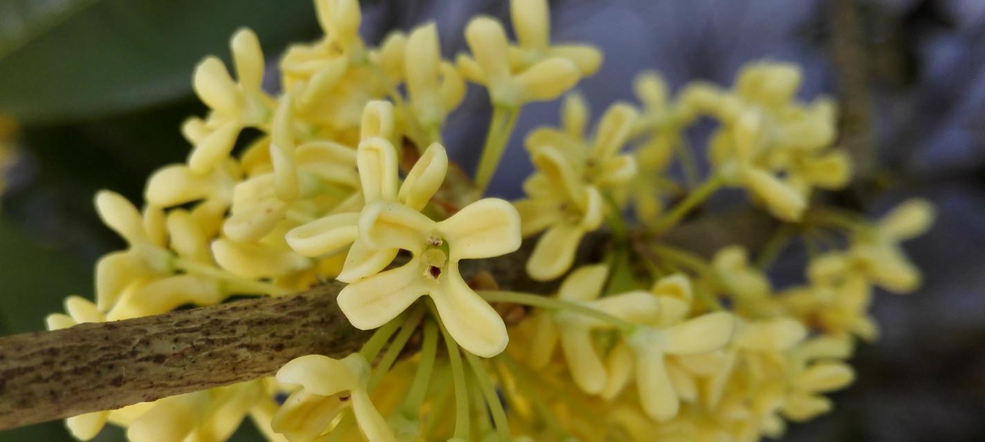 桂花（探索桂花的花语与含义）