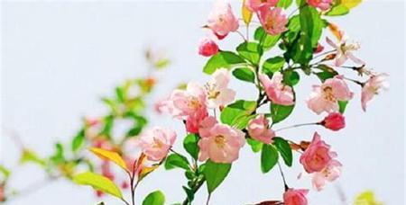 海棠花的爱情寓意（探寻海棠花爱情的绚烂色彩）