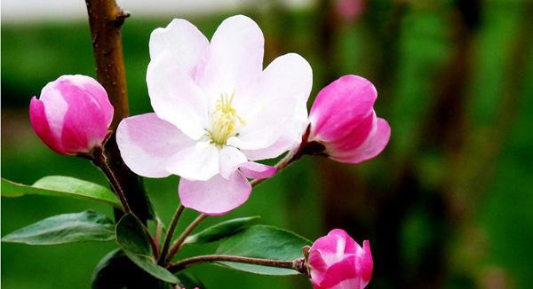 四季海棠花的花语之美（四季海棠花语的深意和传承）