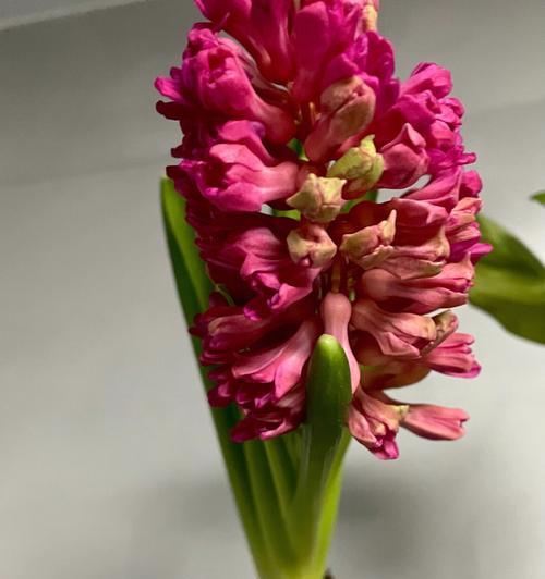 红色风信子花语（红色风信子花语解读及其象征的深意）
