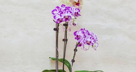 蝴蝶兰花语的深意与寓意（探索蝴蝶兰花语的象征与意义）
